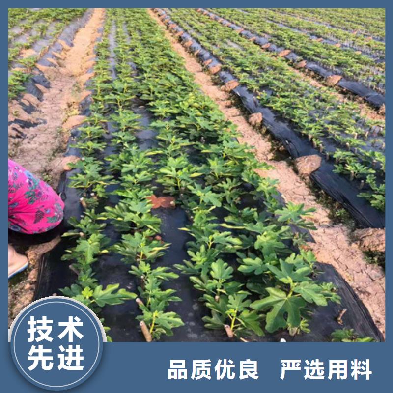 无花果红耔山楂苗支持大批量采购