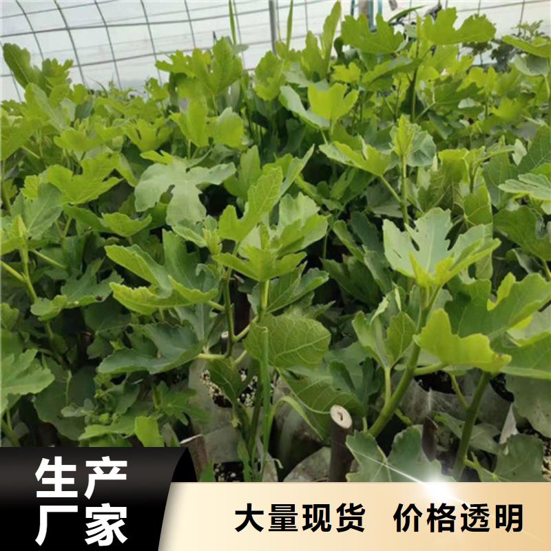 波姬红无花果树