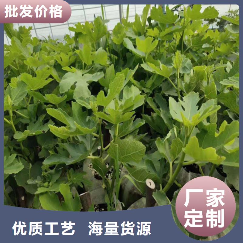 玛斯义陶芬无花果树