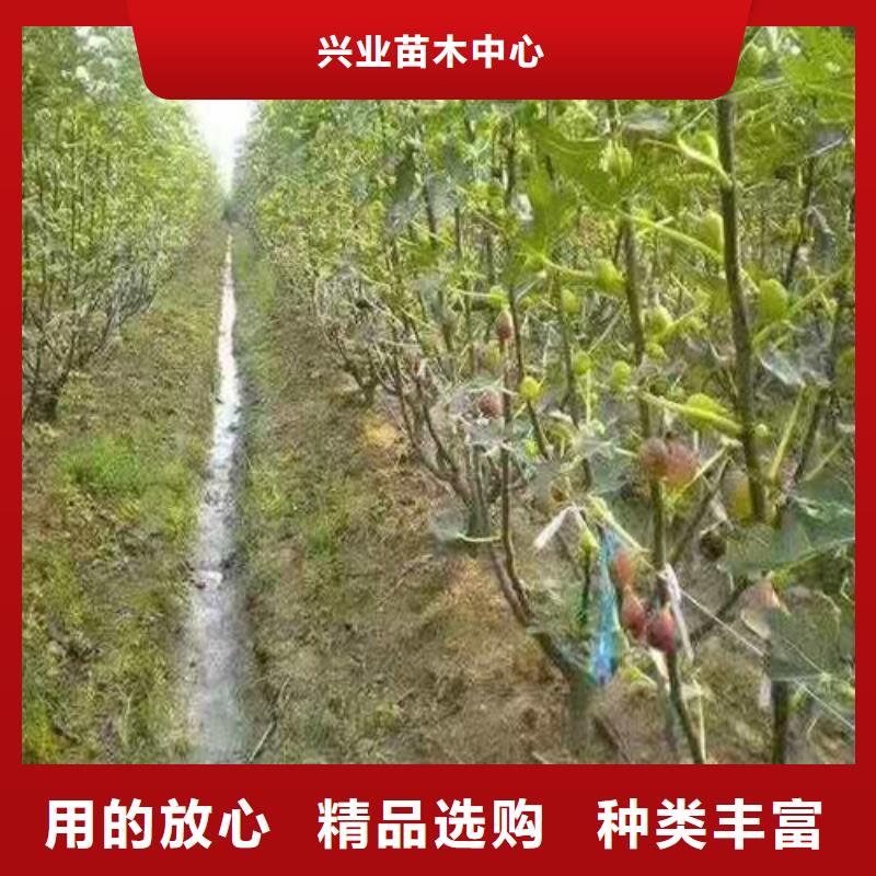 紫果无花果树苗