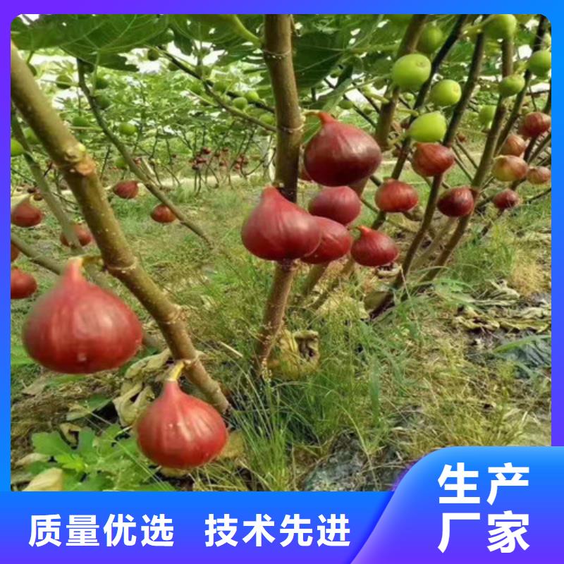 紫果无花果苗