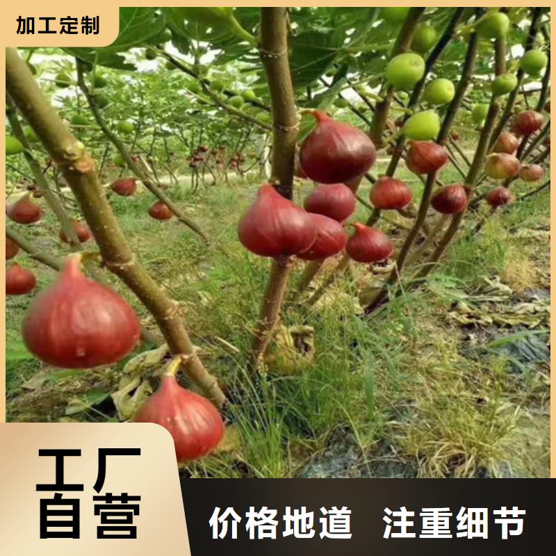 无花果大棚草莓苗产地工厂