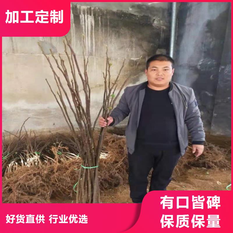 美利亚无花果树