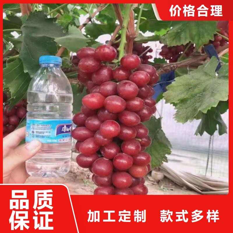 东方指葡萄苗