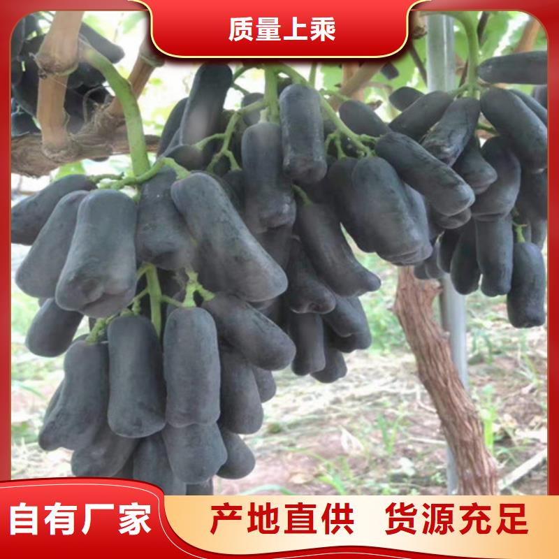 无核葡萄苗