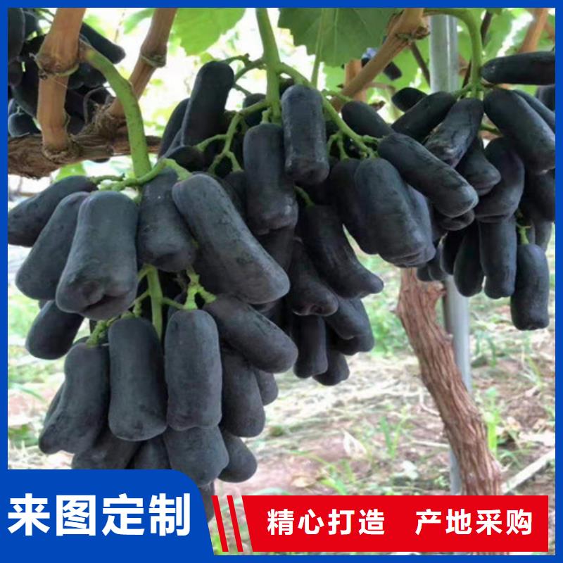 葡萄_鲁樱三号樱桃质量优价格低