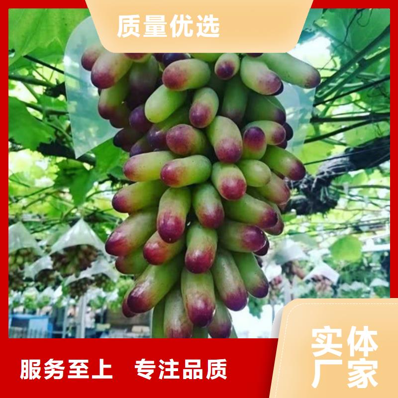 葡萄无花果苗大量现货供应