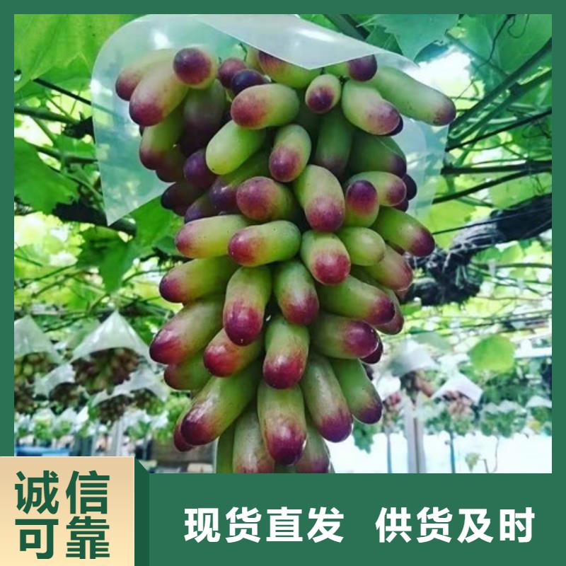 火焰无核葡萄树苗