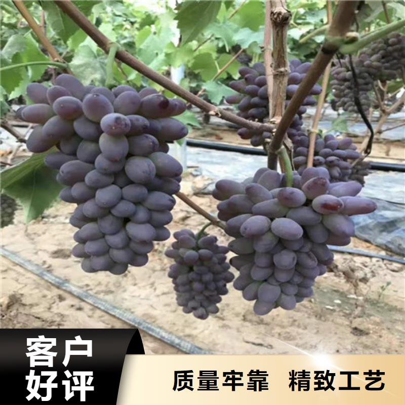 酿酒品种葡萄树苗