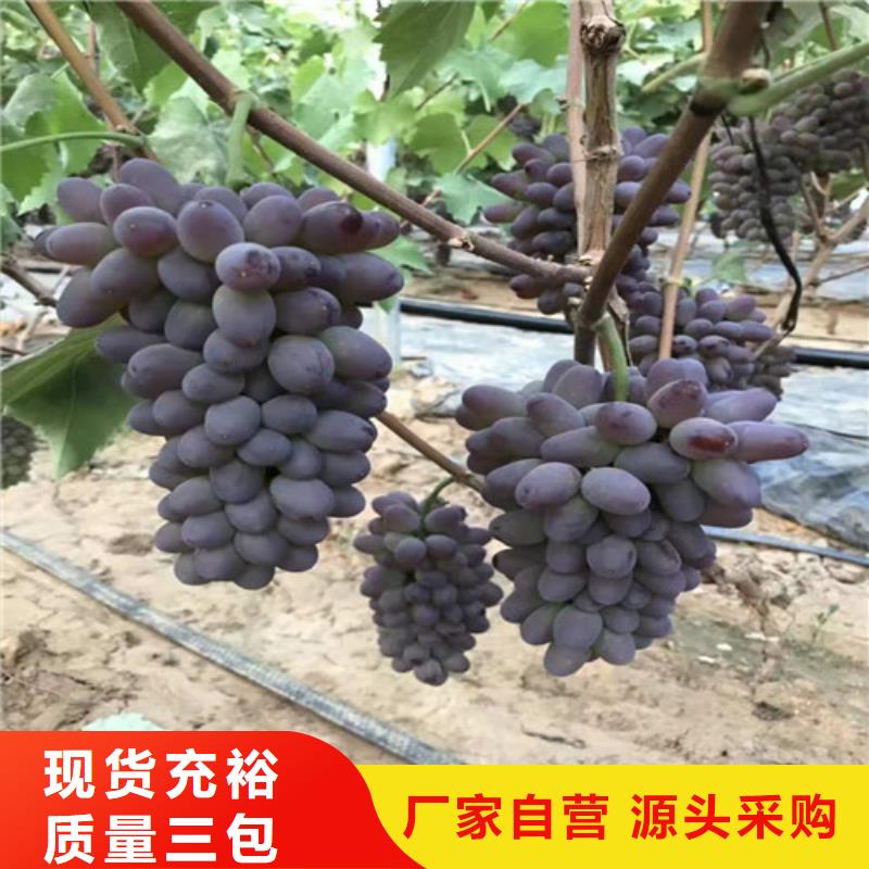 【葡萄】水蜜桃苗把实惠留给您