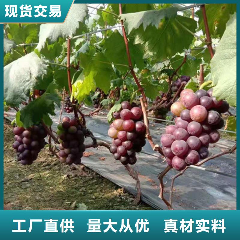 葡萄苗量大从优