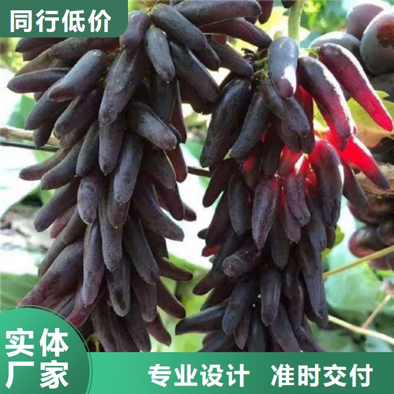 【葡萄】水蜜桃苗把实惠留给您