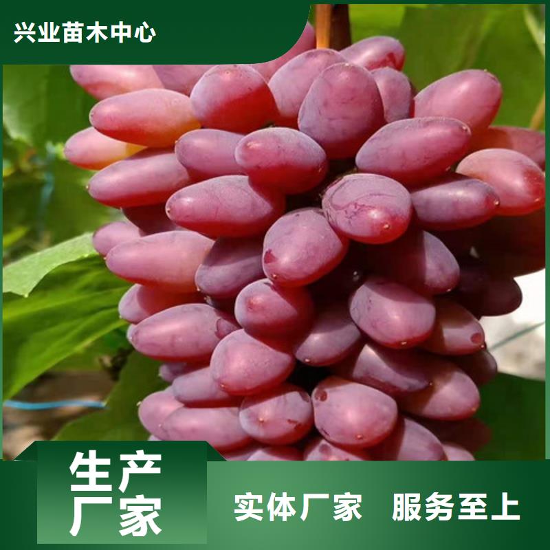 黑色甜菜葡萄苗