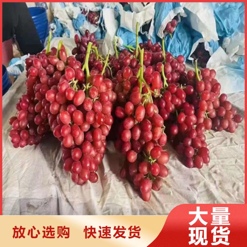 葡萄花椒苗实力雄厚品质保障