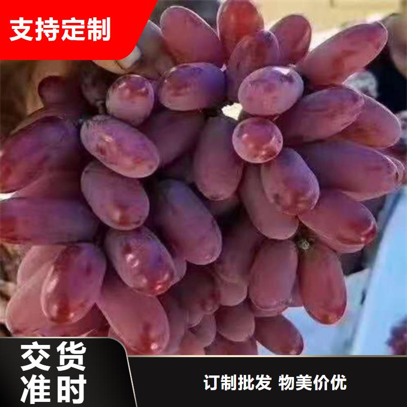 水滴紫仙葡萄苗哪里的便宜