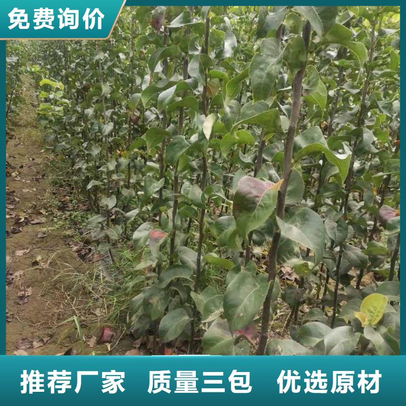 秋月梨种植苗量大从优