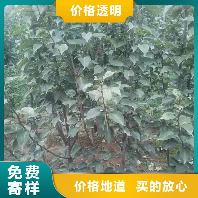 秋月梨种植苗求购