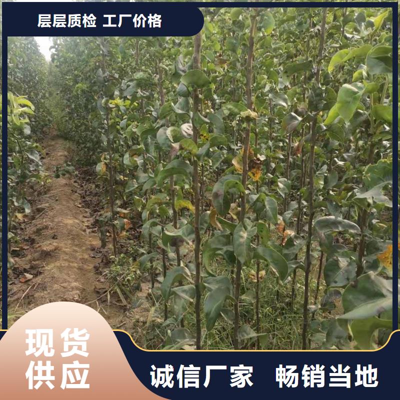 秋月梨种植苗怎么买