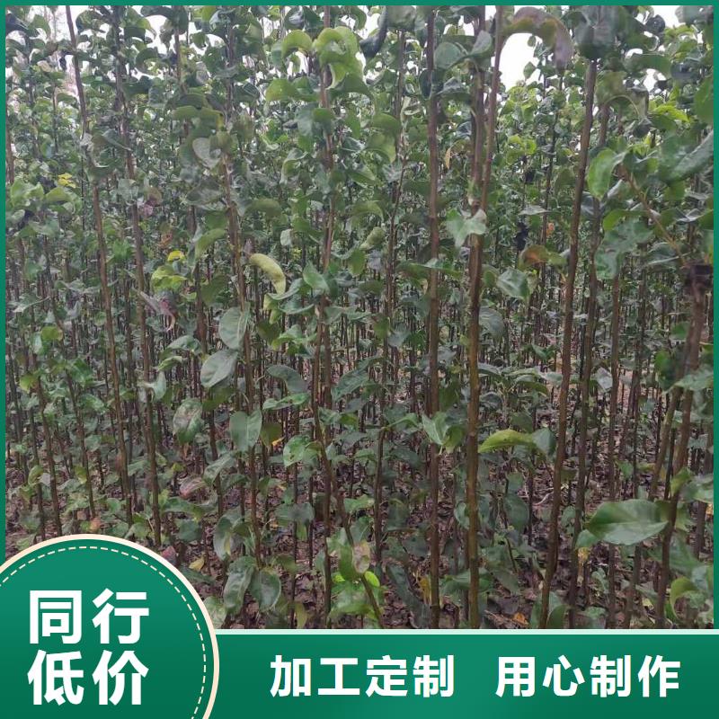 秋月梨种植苗量大从优