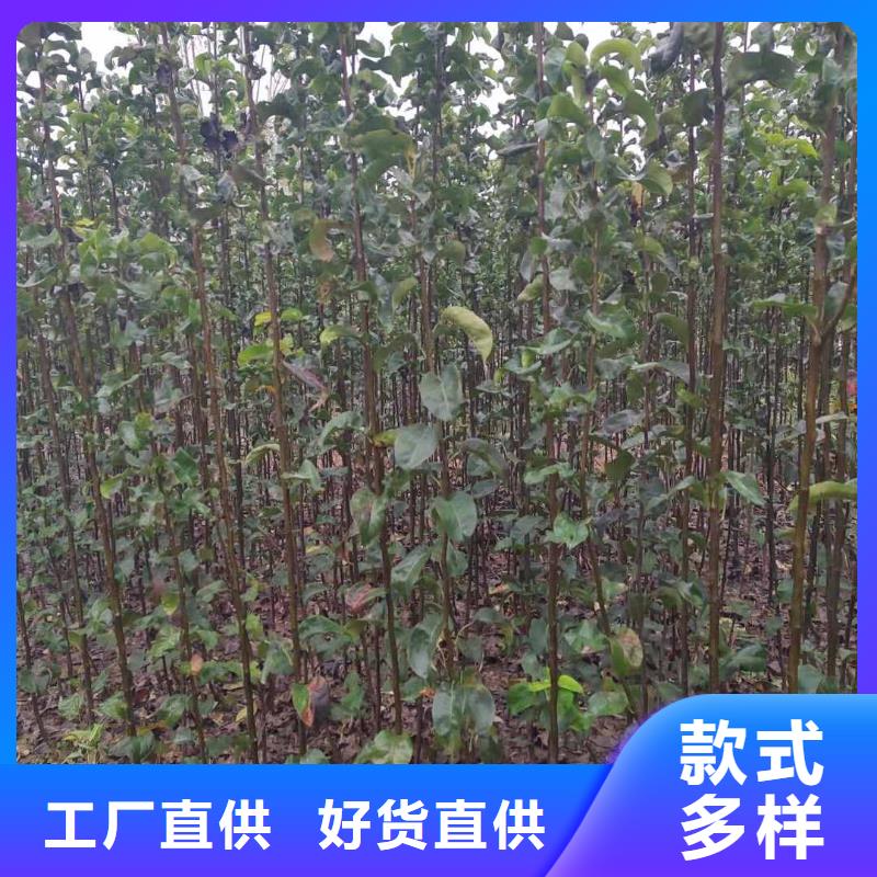 秋月梨种植苗亩产多少