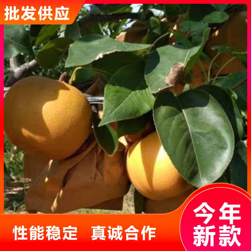 秋月梨种植苗高产品种