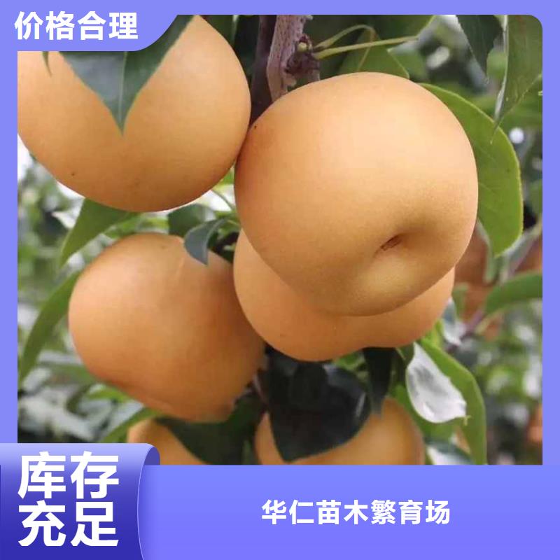 秋月梨种植苗成活率高