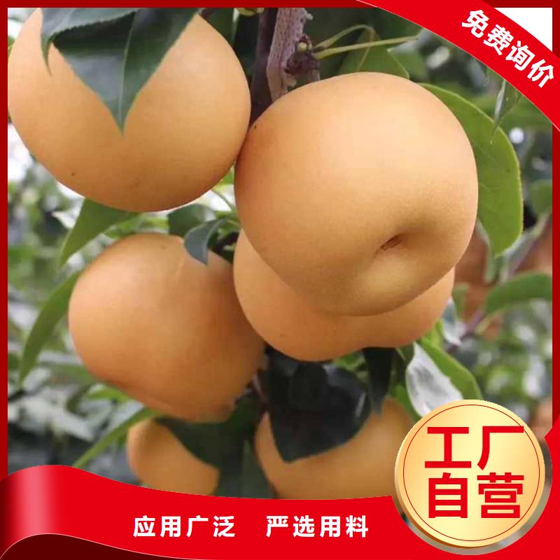 秋月梨树苗高产品种