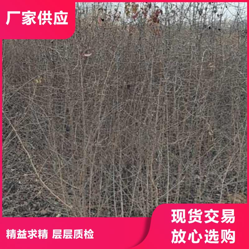 杜梨树苗苗木基地