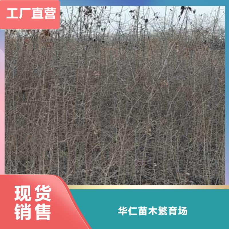 杜梨树苗种植时间