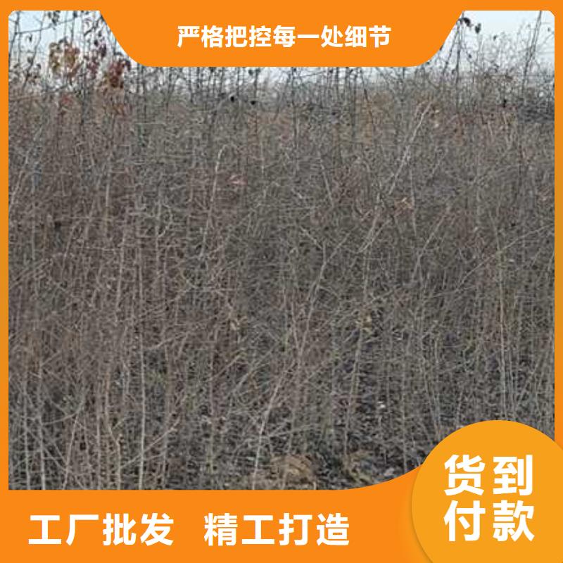 杜梨树苗什么品种好