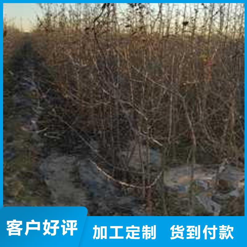 杜梨小苗苗圃基地