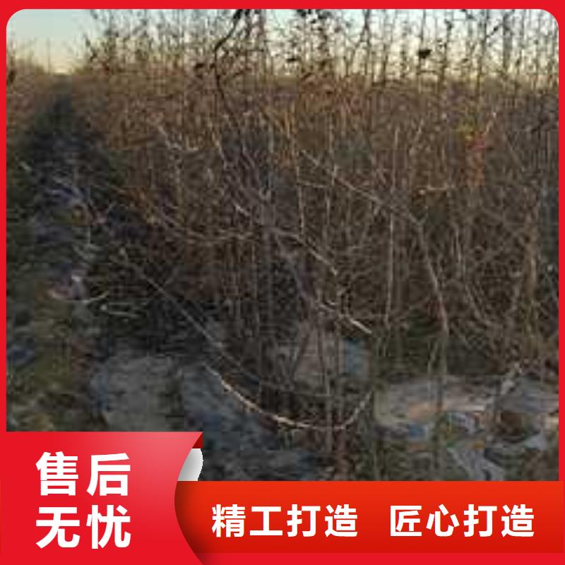 杜梨梨树苗基地货源直供