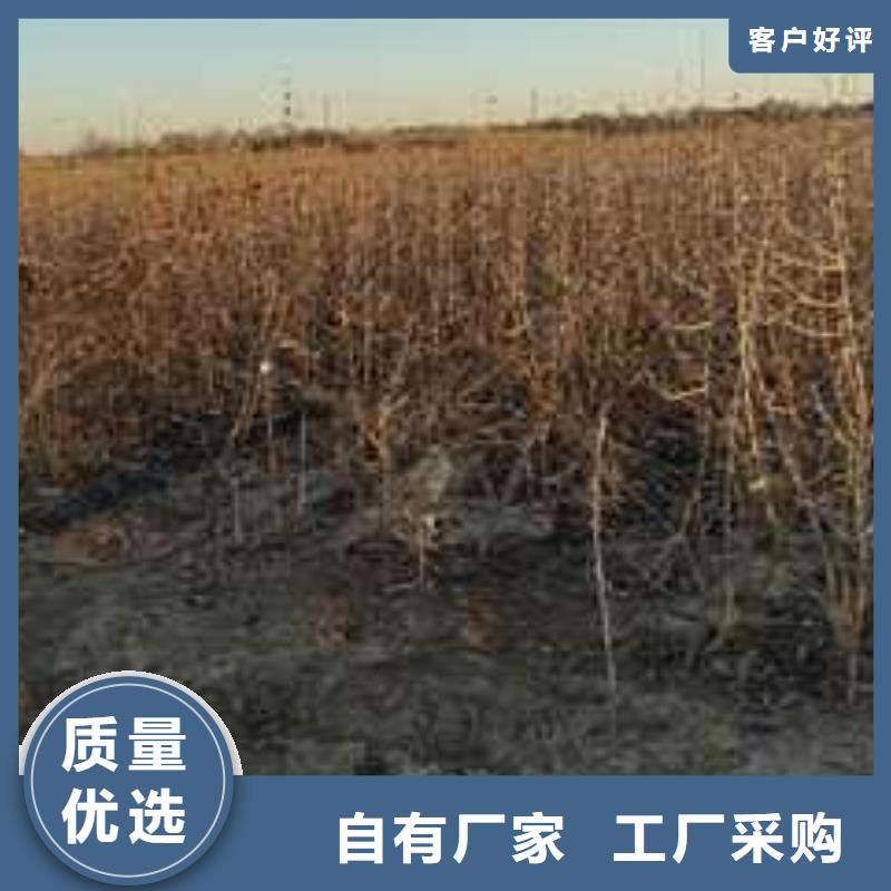 【杜梨瑞蟠101桃树苗精心选材】