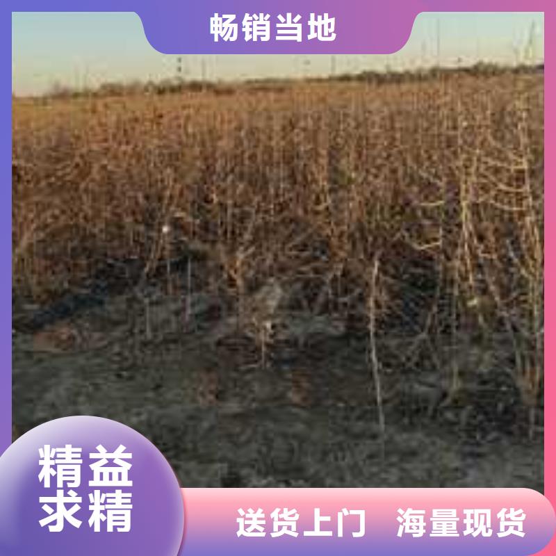 【杜梨杜梨苗当地货源】