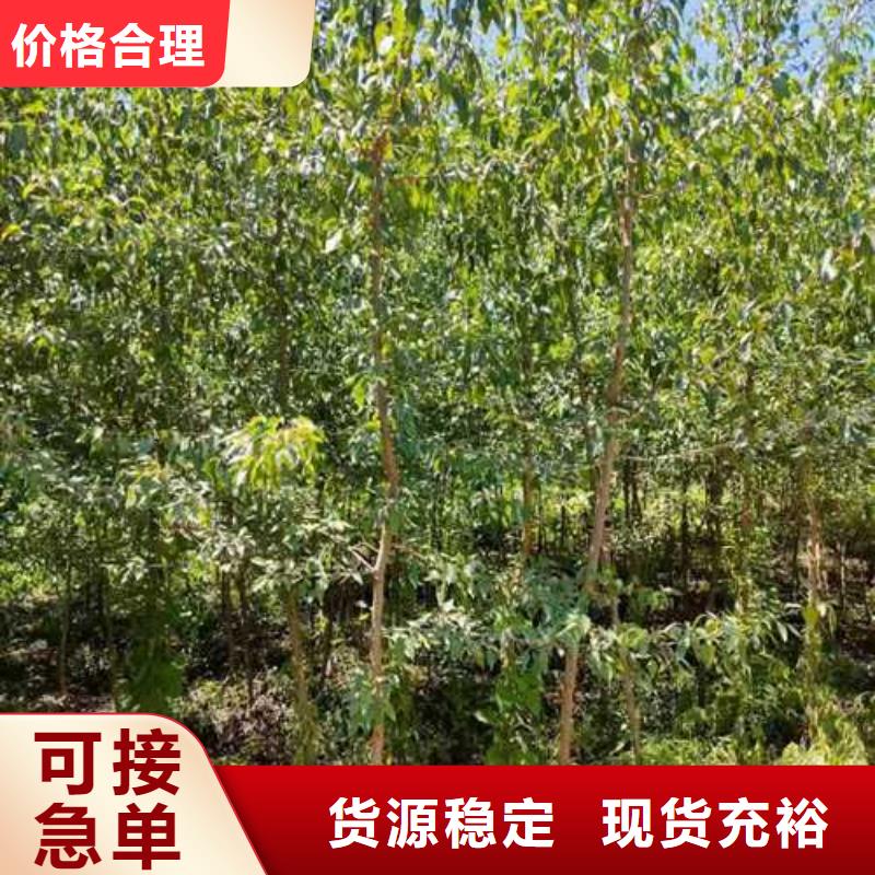 杜梨小苗什么价格