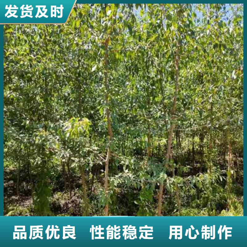 杜梨树苗种植方法