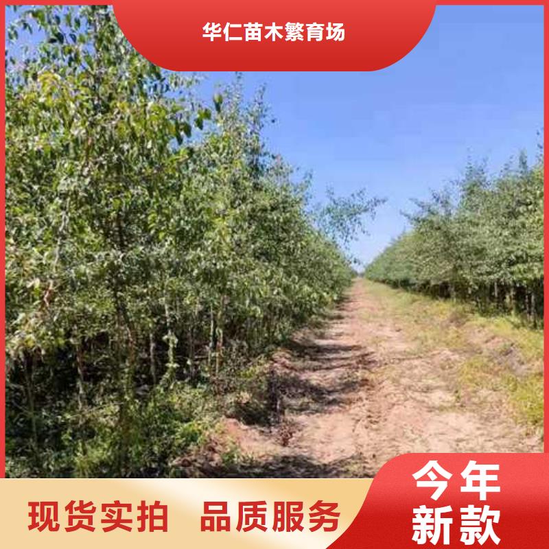 杜梨奥红全红梨树苗源头厂家量大价优