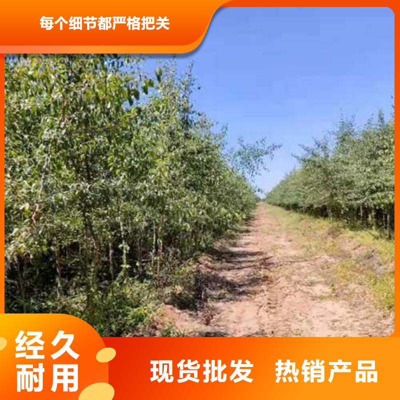 杜梨_【梨树苗基地】工厂直营-华仁苗木繁育场(莆田市分公司)