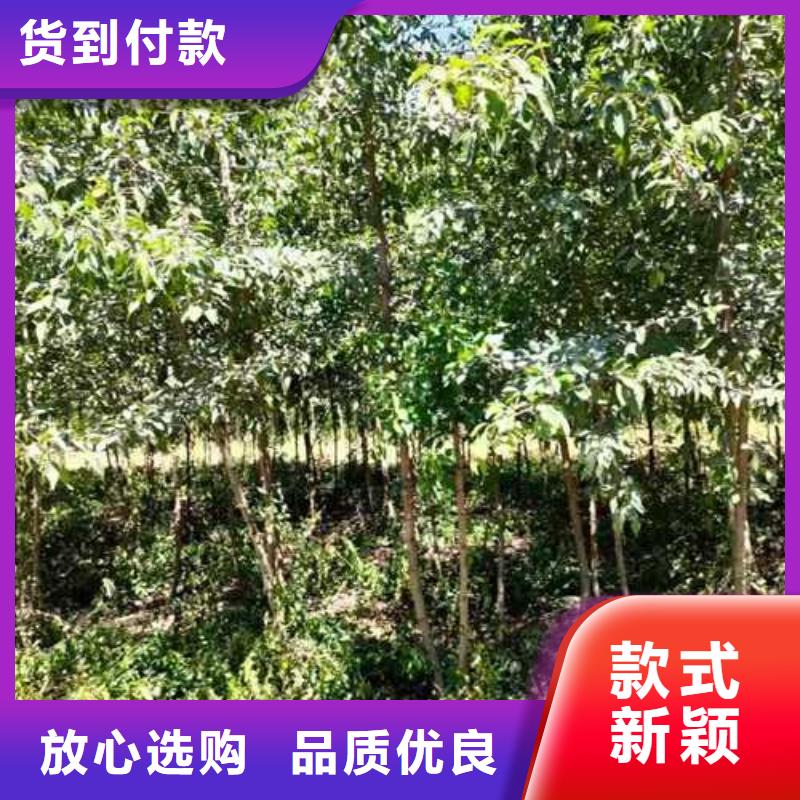 杜梨小苗种植基地