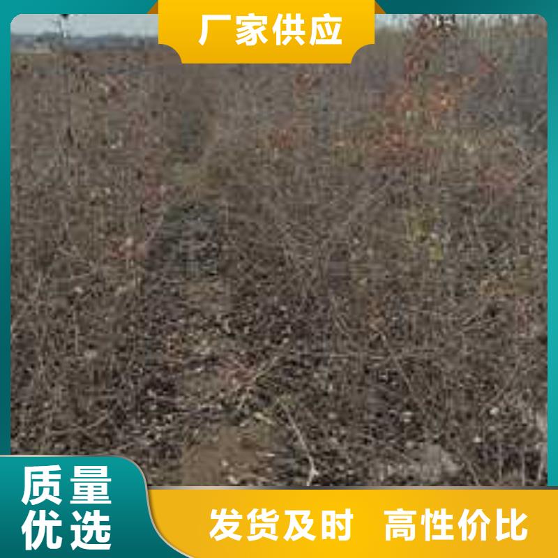 杜梨树苗产地价格