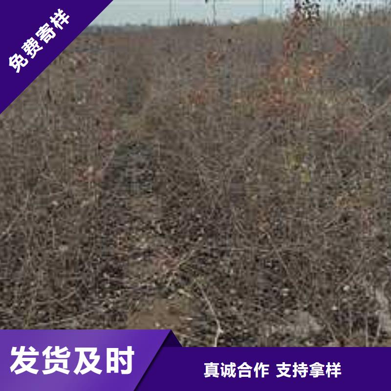 杜梨奧紅全紅梨樹苗產(chǎn)品實拍
