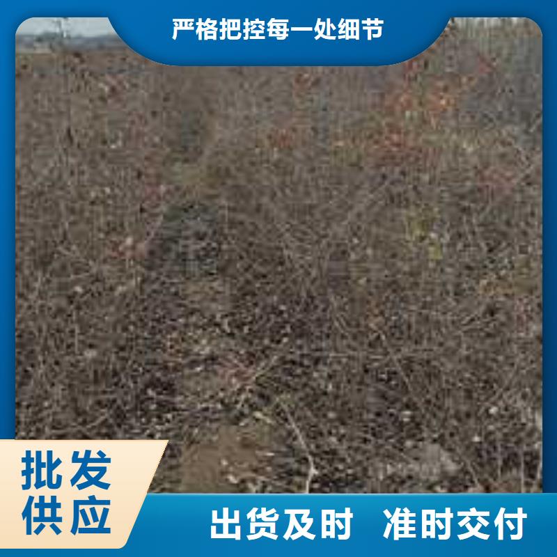 杜梨杜梨苗多年行业积累