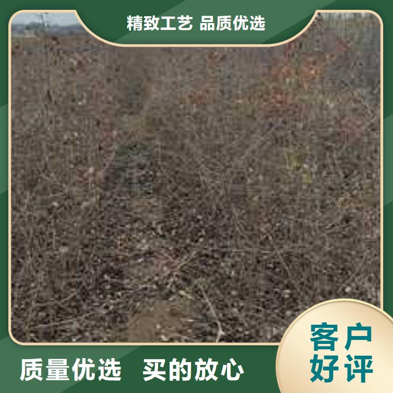 杜梨奥红全红梨树苗有口皆碑