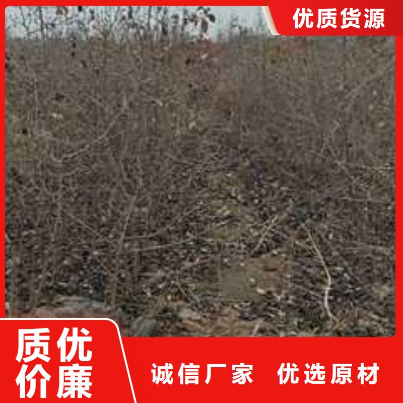 杜梨小苗种植方法