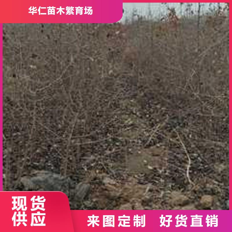 杜梨_梨树苗基地种类多质量好