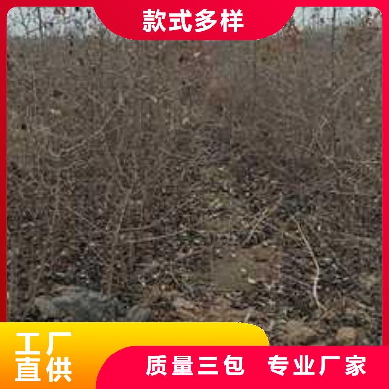 杜梨-皇冠梨树苗好品质售后无忧