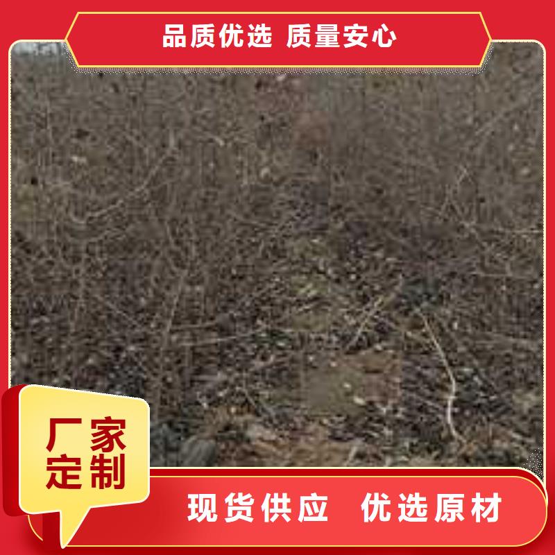 杜梨小苗产地价格