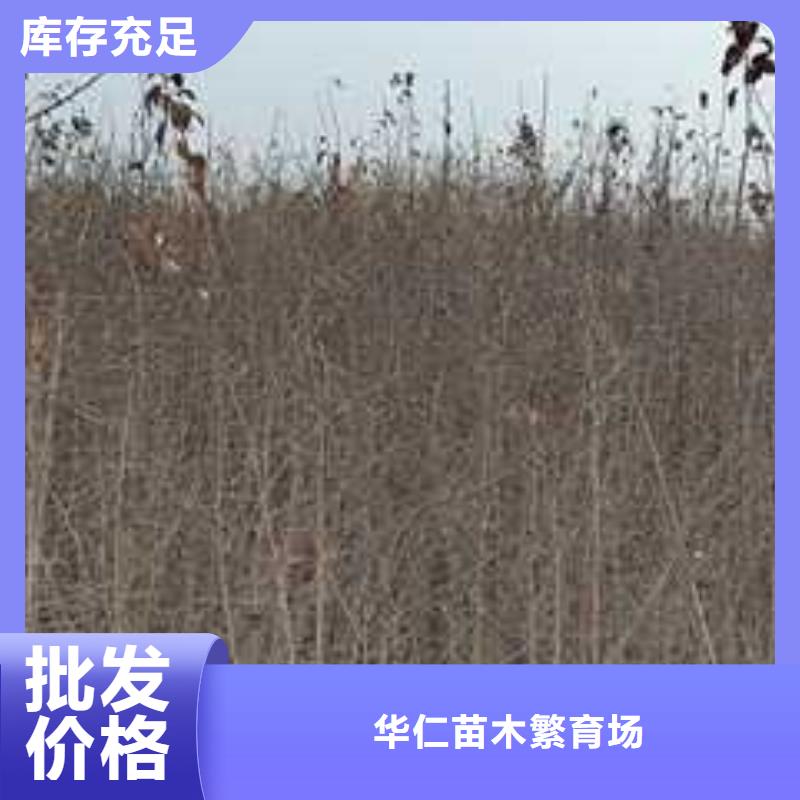 杜梨树苗病虫防治