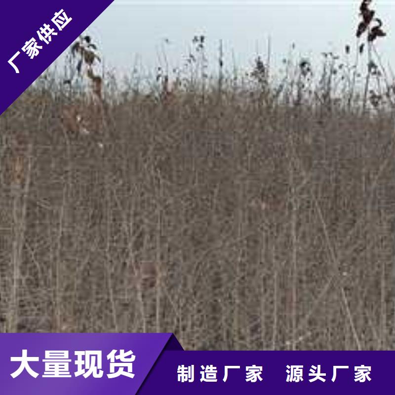 杜梨苗种植时间