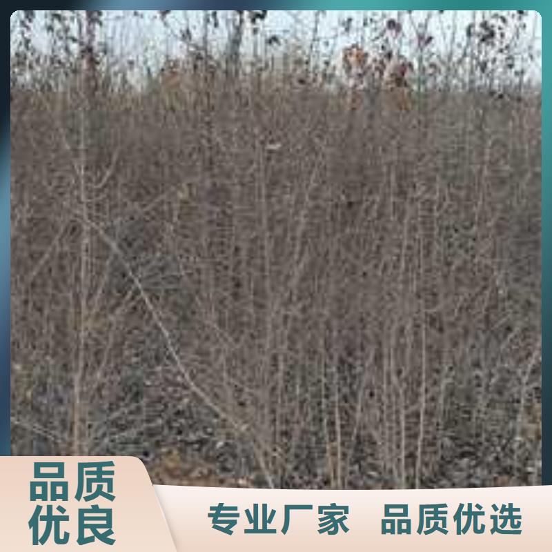 杜梨瑞蟠101桃树苗质量三包